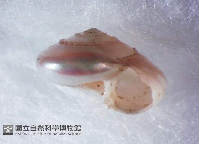 珠光鐘螺藏品圖，第1張