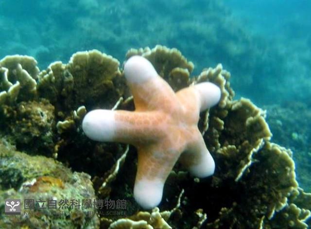 粒皮瘤海星藏品圖，第1張