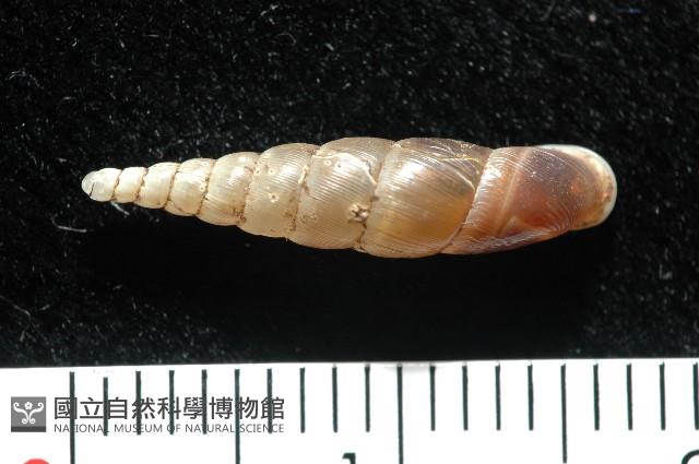 泰武煙管蝸牛(新種)藏品圖，第1張