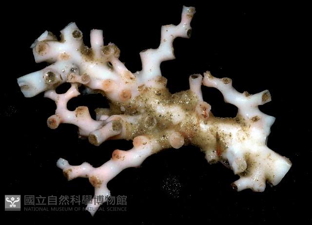 枝狀多目珊瑚藏品圖，第1張