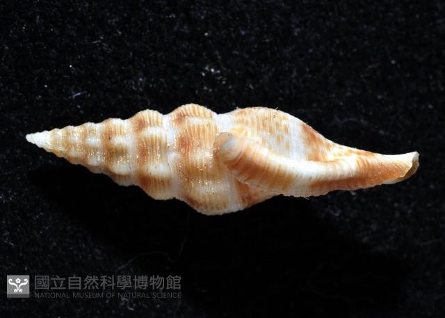 奧利佛捲管芋螺藏品圖，第1張