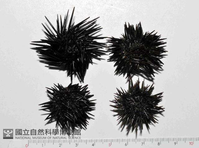 紫海膽藏品圖，第1張
