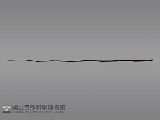 五年祭刺球架模型藏品圖，第1張