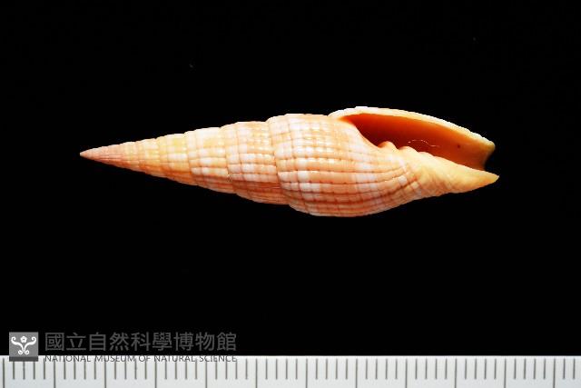 登錄號:007819-00121藏品圖，第1張