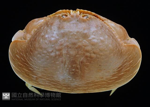 卡氏饅頭蟹藏品圖，第1張