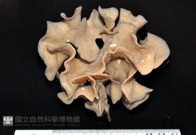 未知種血苔蟲藏品圖，第1張