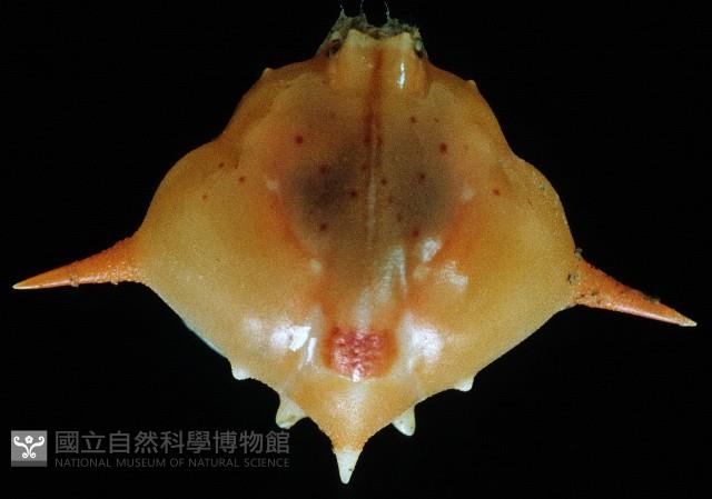 五刺栗殼蟹藏品圖，第1張