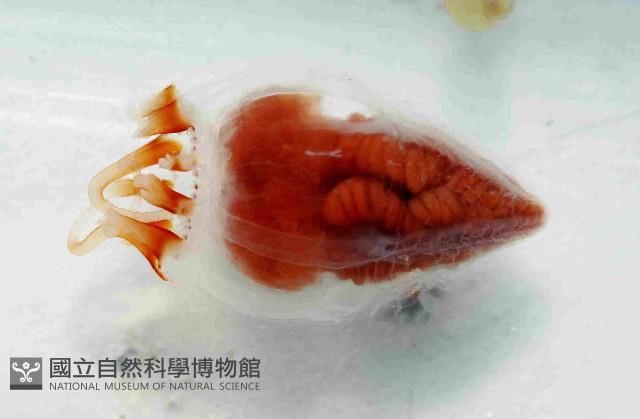 未知種面具水母藏品圖，第1張