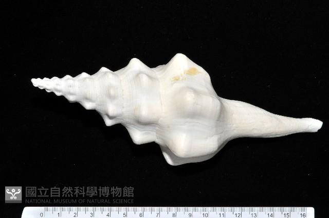 波緣長旋螺藏品圖，第1張