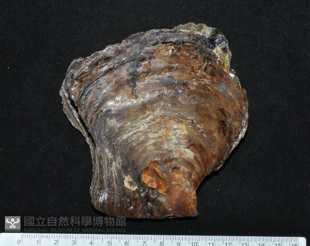 馬鞍(扁平)障泥蛤藏品圖，第1張