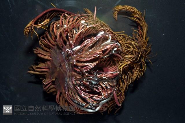 美麗異鎧蝦藏品圖，第1張