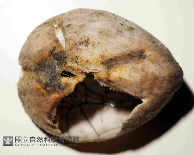 命運神海膽藏品圖，第1張