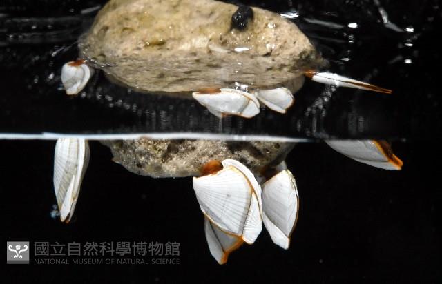 鵝茗荷藏品圖，第1張