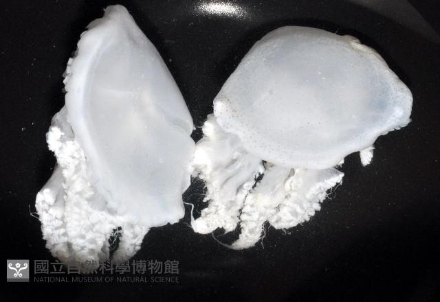 端鞭水母藏品圖，第1張