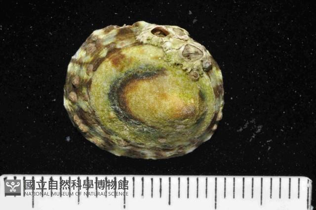未知種蓮花青螺藏品圖，第1張