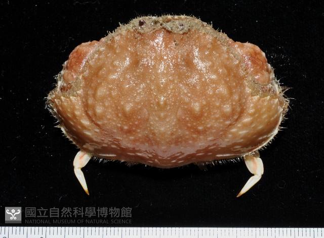 肝葉饅頭蟹藏品圖，第1張