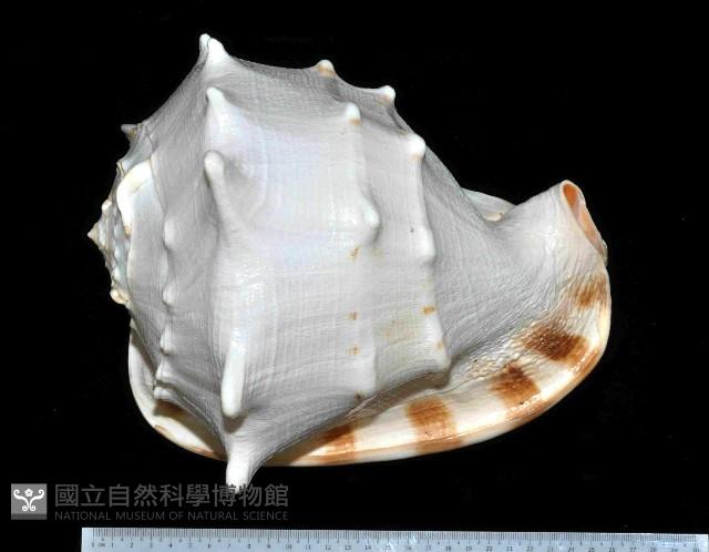 唐冠螺藏品圖，第1張