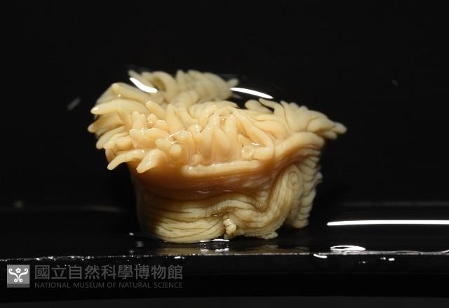 等指海葵藏品圖，第1張