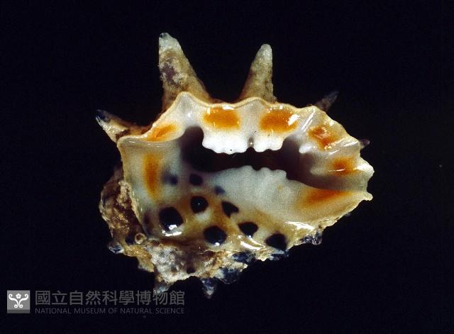 黃齒岩螺藏品圖，第1張
