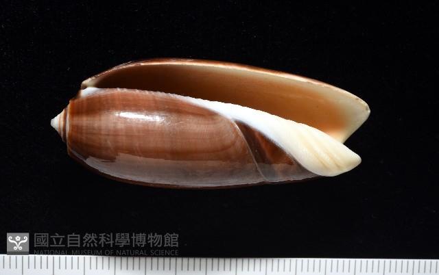 登錄號:007819-00131藏品圖，第1張