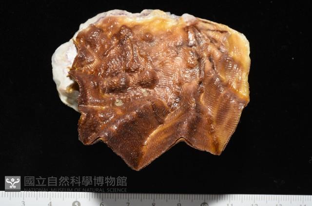 鋸齒牡蠣藏品圖，第1張