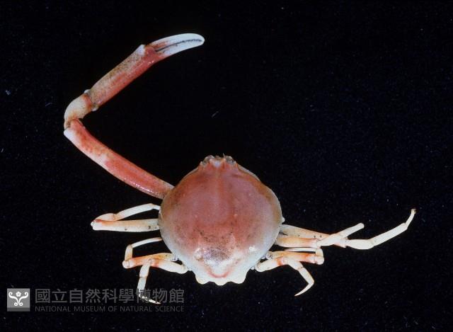 象牙長螯蟹藏品圖，第1張