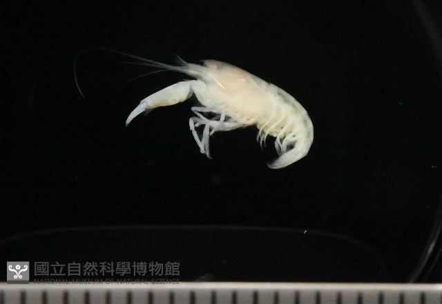 未知種槍蝦藏品圖，第1張