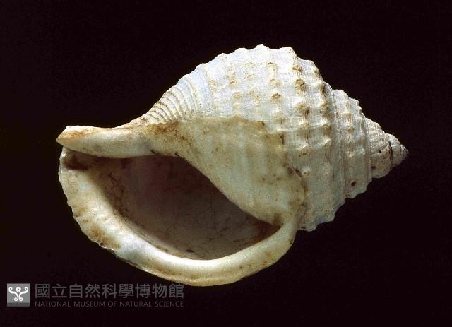 玉珠鼓螺(玉珠鶉螺)藏品圖，第1張