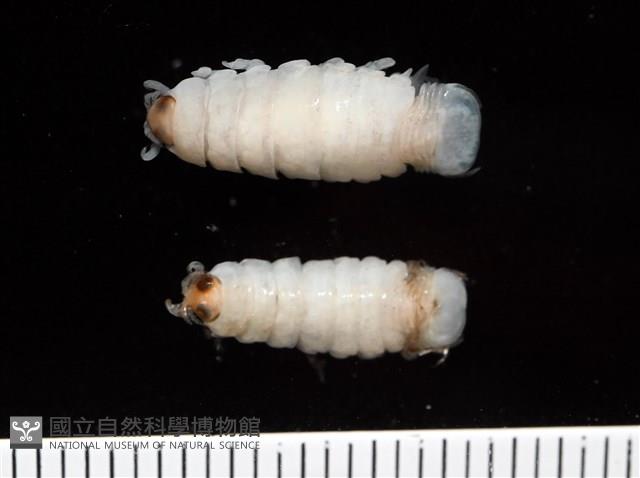 未知種縮頭水虱藏品圖，第1張
