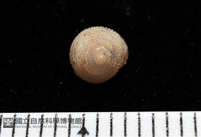 千島國鐘螺藏品圖，第1張
