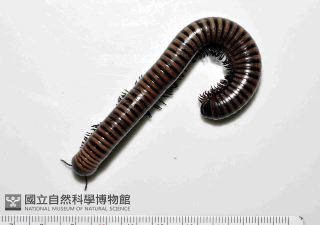 黑白山蛩藏品圖，第1張