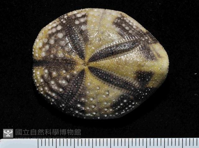 扁仙壺海膽藏品圖，第1張