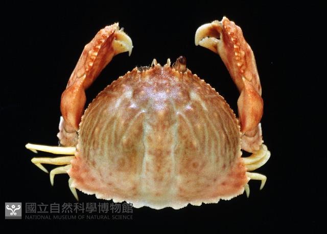卷折饅頭蟹藏品圖，第1張