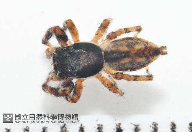 雙帶扁蠅虎藏品圖，第1張
