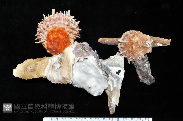 丁蠣藏品圖，第2張