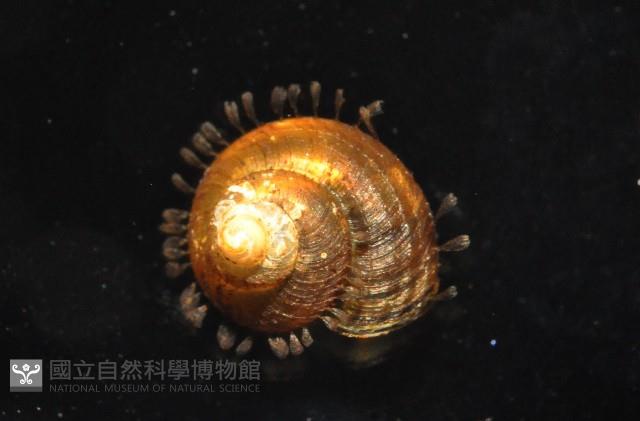 飯匙東洋蝸藏品圖，第1張