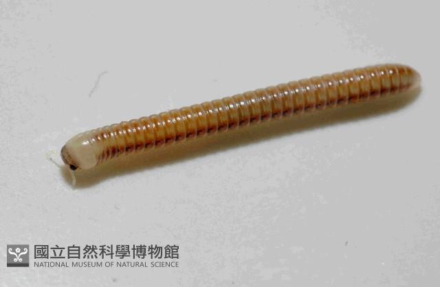 畏光側山蛩藏品圖，第1張