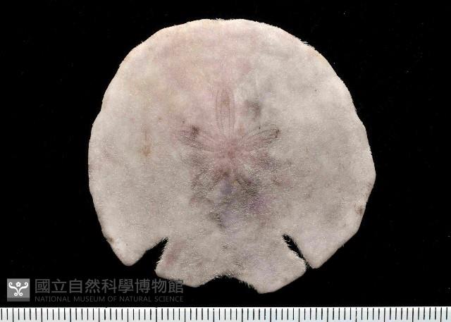 裂邊毛餅海膽藏品圖，第1張