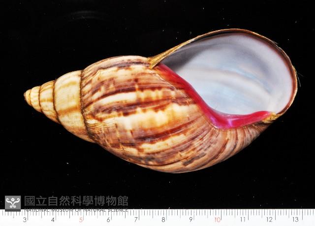 虎紋非洲大蝸牛藏品圖，第1張