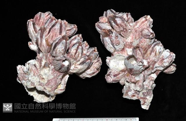 縱肋巨藤壺藏品圖，第1張