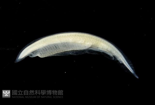 未知種文昌魚藏品圖，第1張