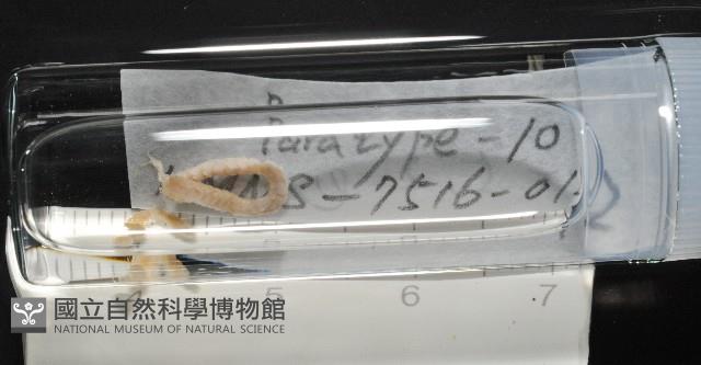 梧棲搓蟄蟲藏品圖，第1張