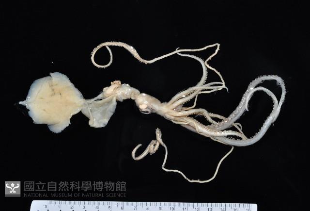 皮氏(元帥)手魷藏品圖，第1張