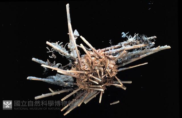 雙列角頭帕藏品圖，第1張