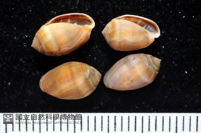 小濱(尖)耳螺藏品圖，第1張