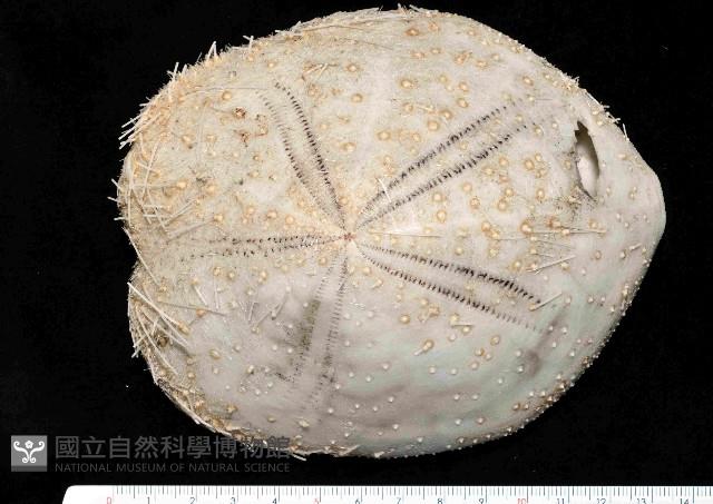 大脆心形海膽藏品圖，第1張