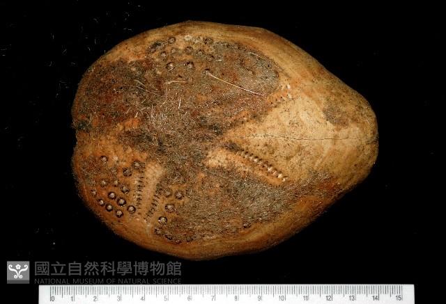 秀麗布萊海膽藏品圖，第1張