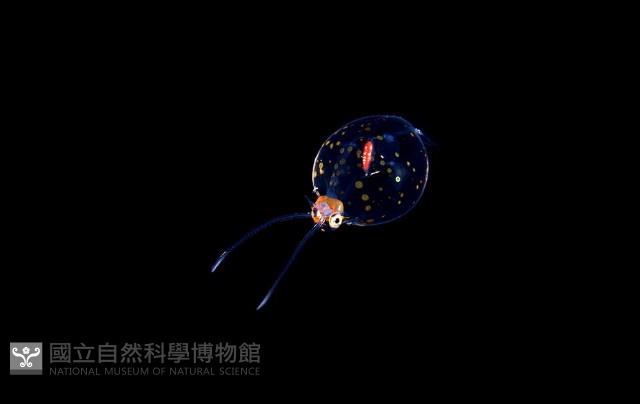 瓦爾迪瓦紡錘魷藏品圖，第1張