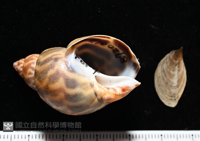 臺灣鳳螺藏品圖，第1張