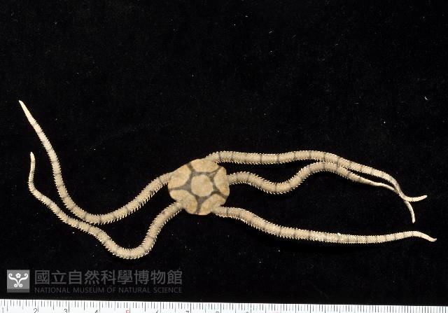 迭鱗片蛇尾藏品圖，第1張